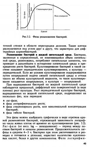 Бактерии: размножение, способы, рост, факторы роста. фото