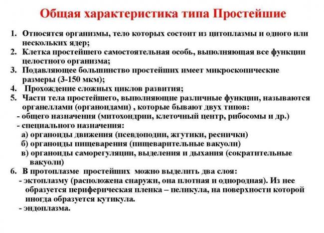 В чем заключаются главные отличия строения клеток бактерий и животных