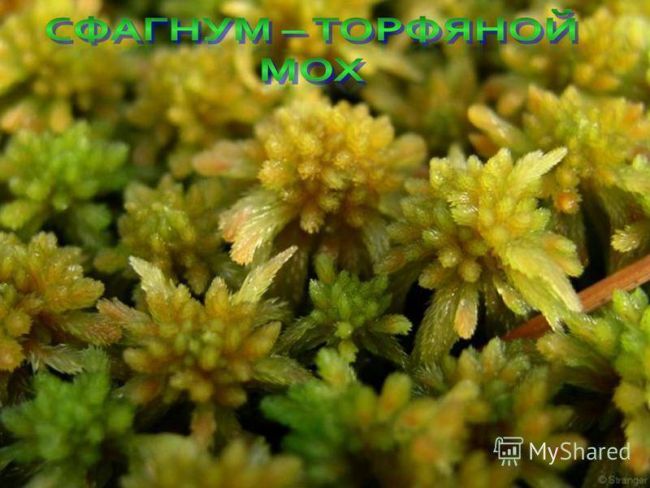 Презентация по окружающему миру на тему " царство живой природы. бактерии" ( 2 класс)