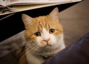 Коронавирусная инфекция кошек. fecv - feline enteric coronavirus.вирусный перитонит кошек. fip- feline infectious peritonitis.