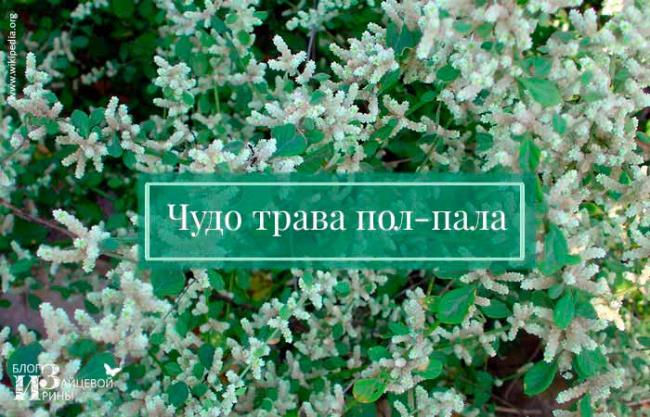 Лучшие народные средства из пол-палы