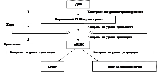 Экспрессия генов. что такое экспрессия генов?