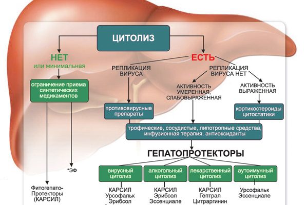 Гепапротекторные препараты для печени. перечень, список, цены, отзывы