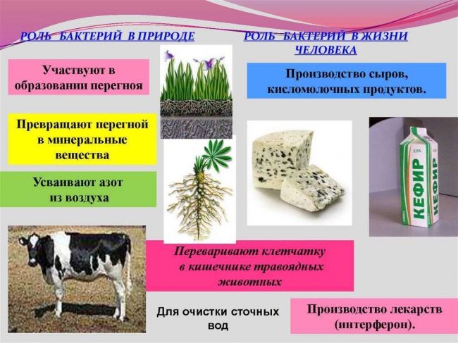 Роль бактерий в природе и жизни человека