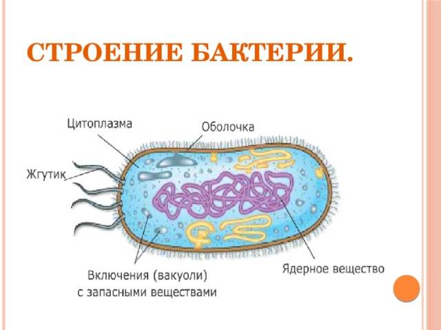 Бактерии | энциклопедия кругосвет