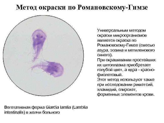 Что такое бактериальная культура, или воспитание «ручных» микроорганизмов