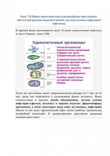 Чем бактерии отличаются от простейших