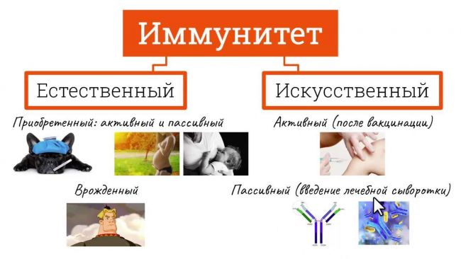 Пассивный искусственный иммунитет возникает у человека если ему в кровь