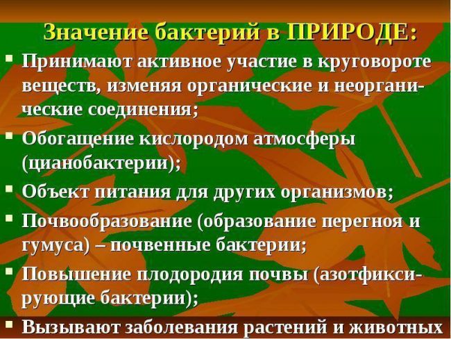 Выбираем бактерии для йогурта