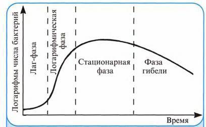 Фазы жизни и роста бактерий