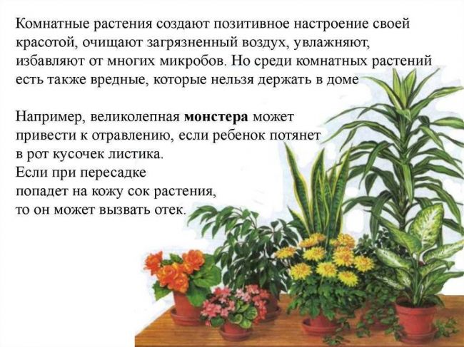 Откуда в горшках комнатных цветов плесень и белый налёт