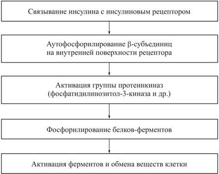 - поджелудочной железы - биохимия