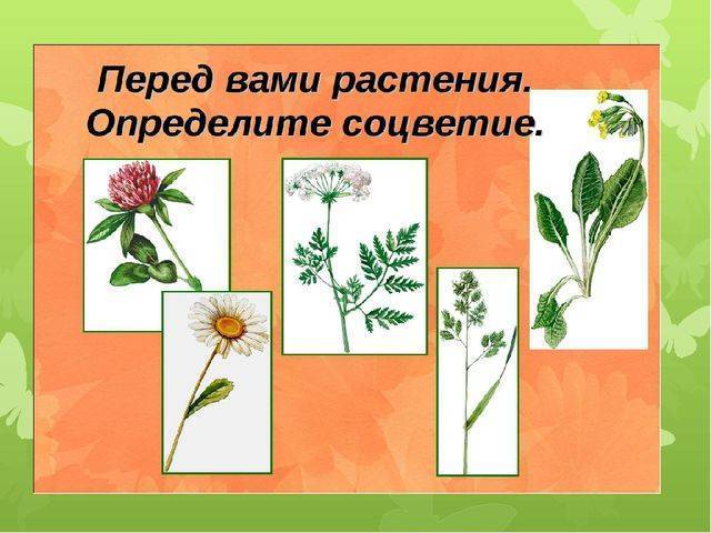 Бактерии- древние организмы - биология, презентации