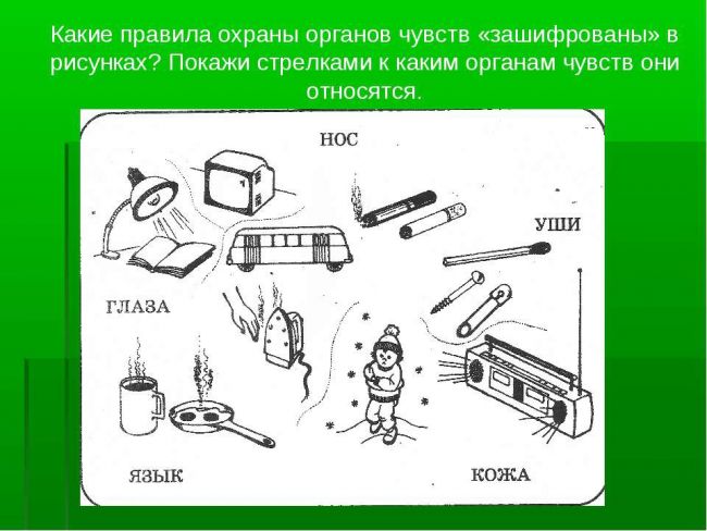 Разнообразие живого