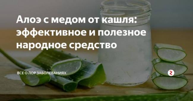 Лечебные свойства алоэ с медом. как приготовить, принимать, рецепты от кашля, для желудка, глаз, легких, поджелудочной железы, иммунитета