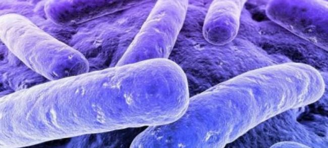Пробиотик lactobacillus rhamnosus: препарат с мощными преимуществами