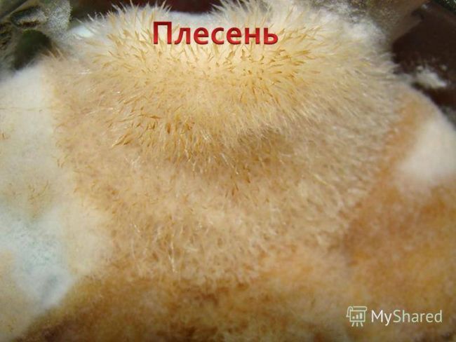 Презентация по окружающему миру на тему " царство живой природы. бактерии" ( 2 класс)