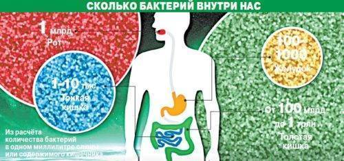 Строение бактерий