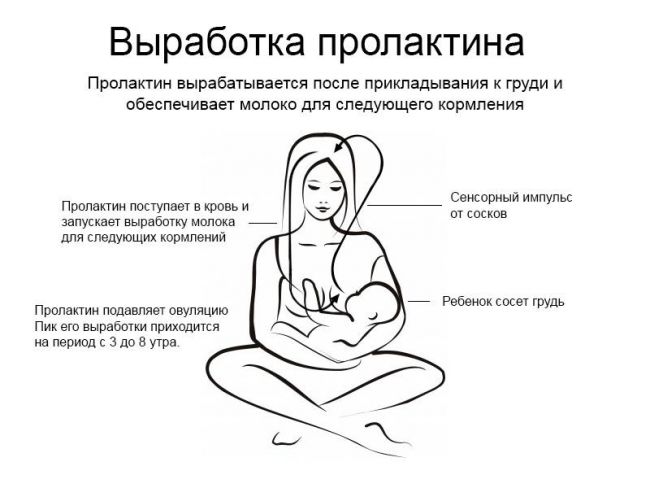 Пролактин