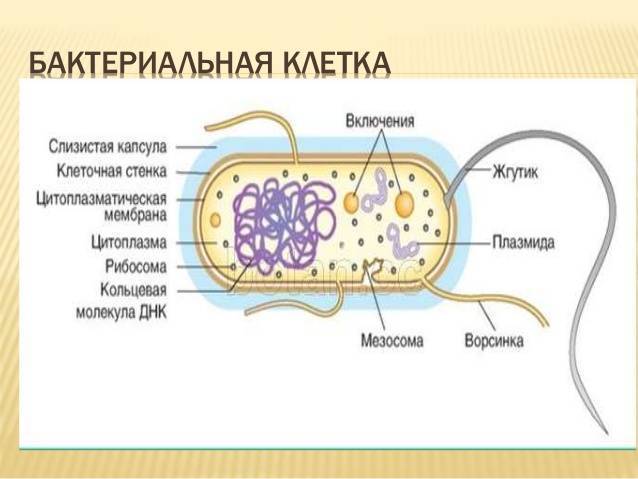 Царство бактерии общая характеристика, кто открыл бактерии, названия и примеры бактерий, чем питаются, как размножаются, запасное вещество бактерий, признаки симбиотических бактерий