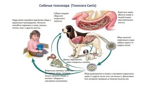Когда и от чего применяют немозол