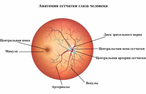 Народные средства лечения тромбоза центральной вены сетчатки глаза