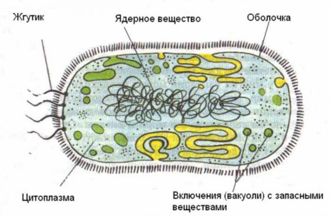 Сенная палочка — википедия. что такое сенная палочка