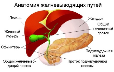 Дискинезия желчевыводящих путей: симптомы, причины и лечение дискинезии желчевыводящих путей