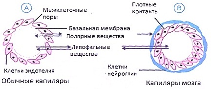 Никотин