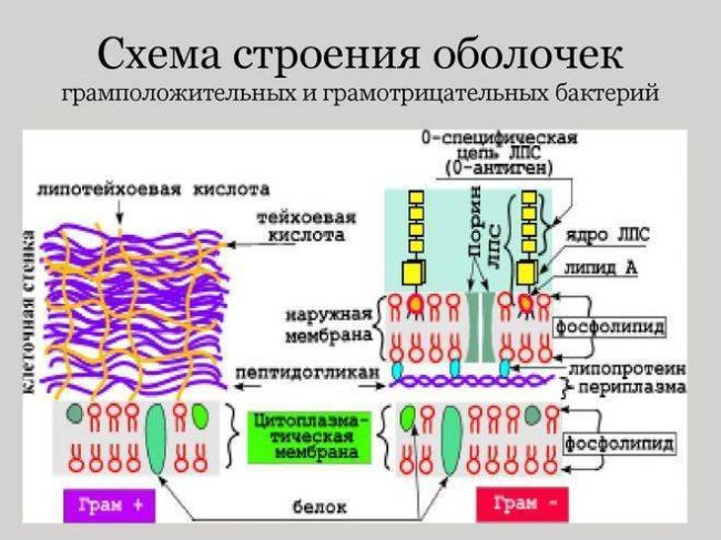 Каково строение бактериальных клеток, или все ли так просто, как кажется