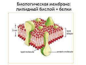 Строение бактериальной клетки