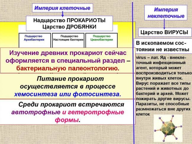 Представители царства бактерий – мельчайшие живые организмы