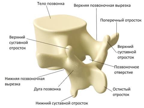 Тренировки при компрессионном переломе позвоночника