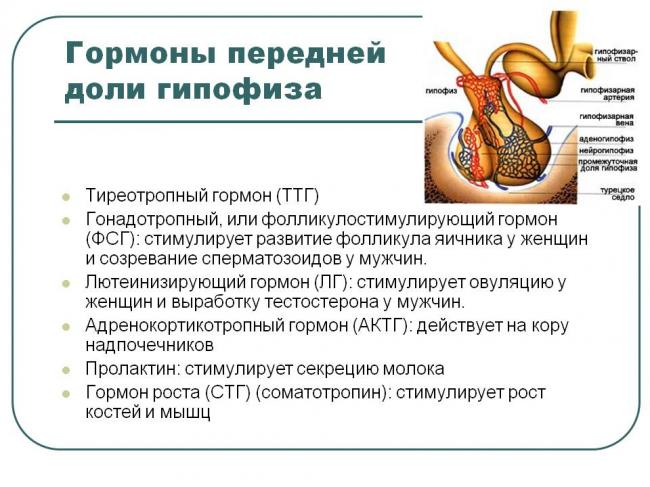 Т4 свободный норма у женщин таблица по возрасту