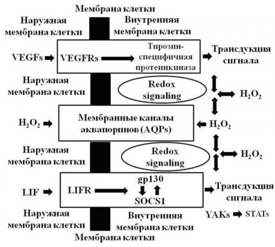 Диагностика полипа эндометрия