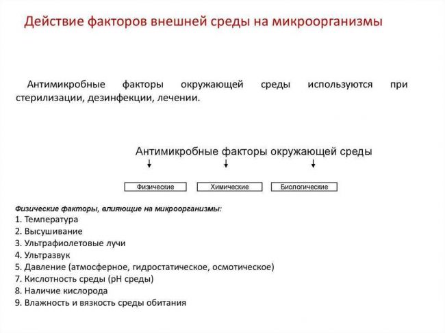 Польза и вред бактерий для человеческого организма