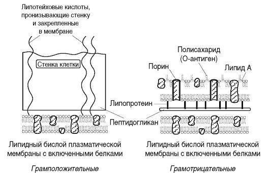 Каково строение бактериальных клеток, или все ли так просто, как кажется