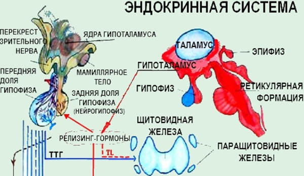 Норма анализов на гормоны щитовидной железы т4, т3 и ттг