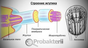 Строение бактерий