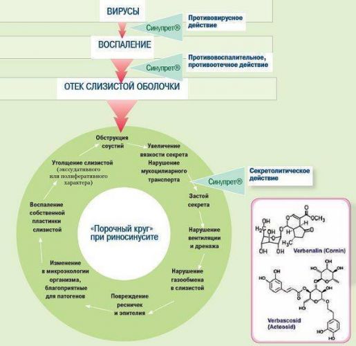 Синупрет сироп инструкция по применению