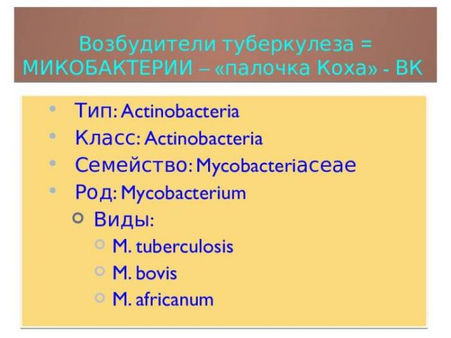 Возбудитель туберкулеза — коварная и опасная палочка коха