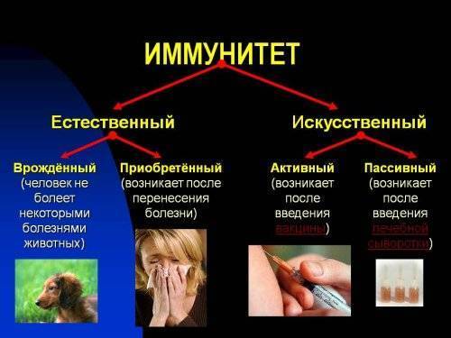 Чем отличается пассивный иммунитет от активного