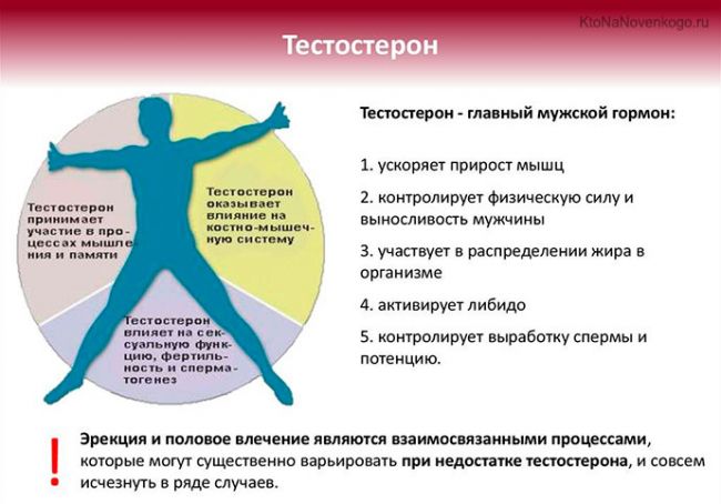 Тестостерон: что это такое, функции, норма, коррекция