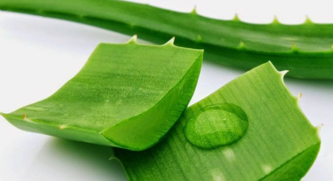 Алоэ в нос от насморка взрослым