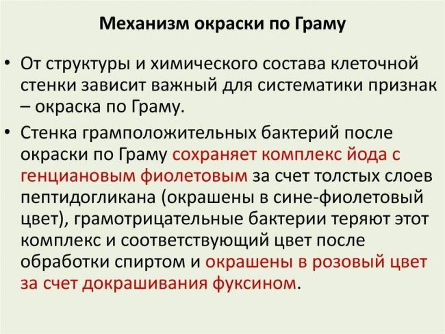 Бактерии грамположительные
