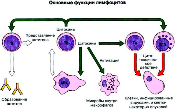 Причины пониженных лимфоцитов и повышенных нейтрофилов