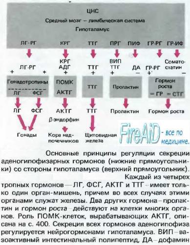 Адренокортикотропный гормон (актг) в крови: что это такое, анализы, норма, причины отклонений от нормы