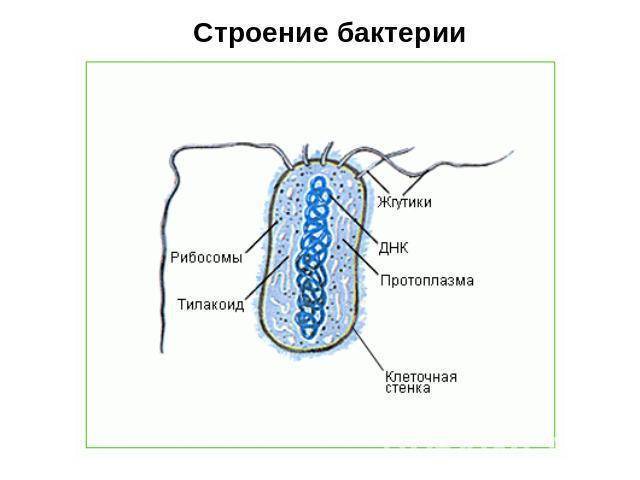 Бактерии – незаметные труженики, без которых невозможна жизнь на земле: каково их значение в природе?