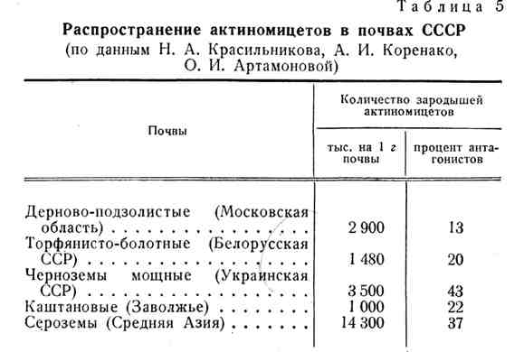 Бактерии и их роль в функционировании живой природы