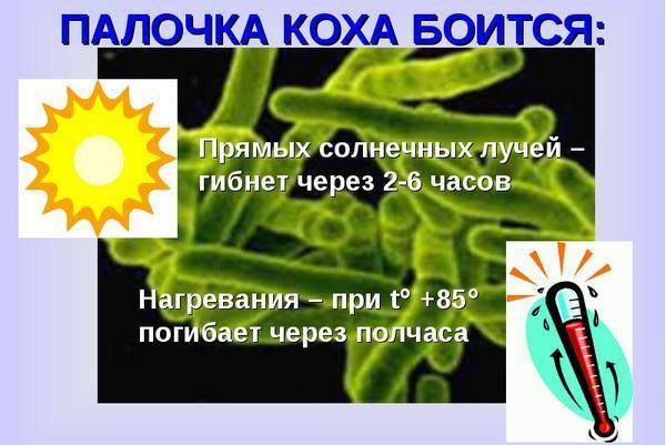 Сколько живет туберкулезная палочка и чего боится?